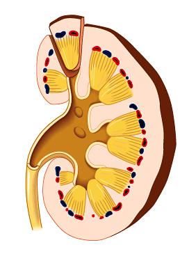 Kidney has 3 functional regions: Cortex outer region: filtration Medulla middle region: concentrate