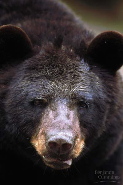 Dormant bears have internal homeostatic mechanisms that compensate for fluctuations in the external environment Thermoregulation maintains the body