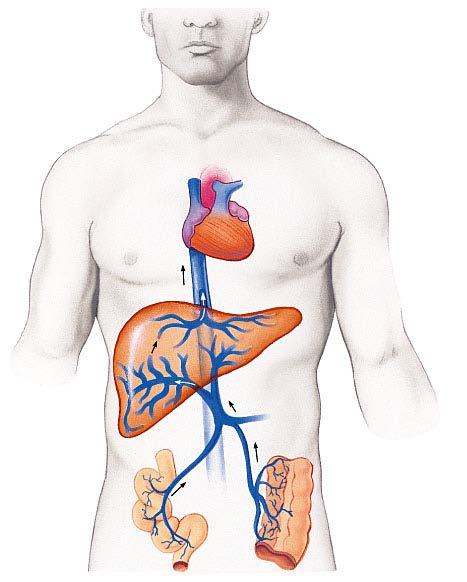 Blood from the intestines flows through the liver before distribution to the rest of the body This allows the liver to