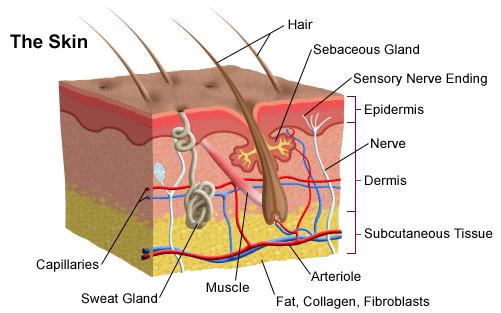 Skin: part of excretory system, excretes sweat