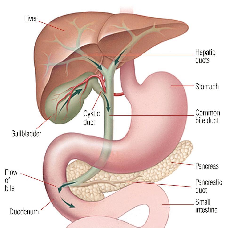 This factsheet is about gallstones Gall is an old-fashioned word for bile, a liquid made in the liver and stored in the gall bladder (a small bag that sits just under the liver).