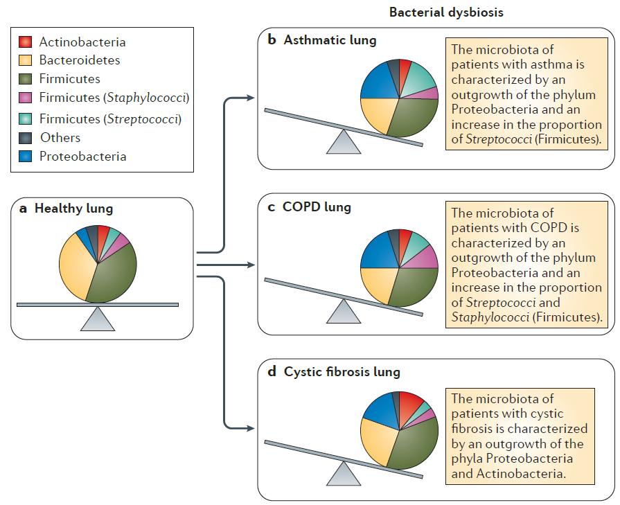 Lung Microbiome: dysbiosis and diseases Marsland