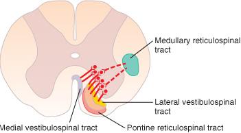 Pontine reticulospinal tract: activation of extensor muscle for postural control Medullary