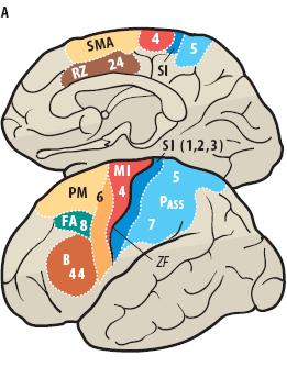 (1) the primary motor cortex, (2) the premotor area, (3) the supplementary