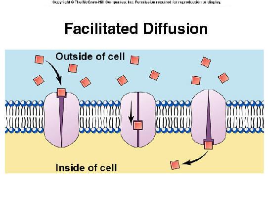 2. Facilitated Diffusion: Facilitate= HELP Sometimes particles are too large to pass between spaces of membranes.