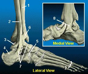 Anatomy Tibial and Fibular Malleoli The thickened distal ends of both the tibia and the fibula. Medial and Lateral malleolus.