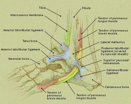 Anatomy Compartments Anterior Compartment: contains the muscles that dorsiflex the ankle and extend the toes and also contains the the anterior tibial nerve and the tibial artery.