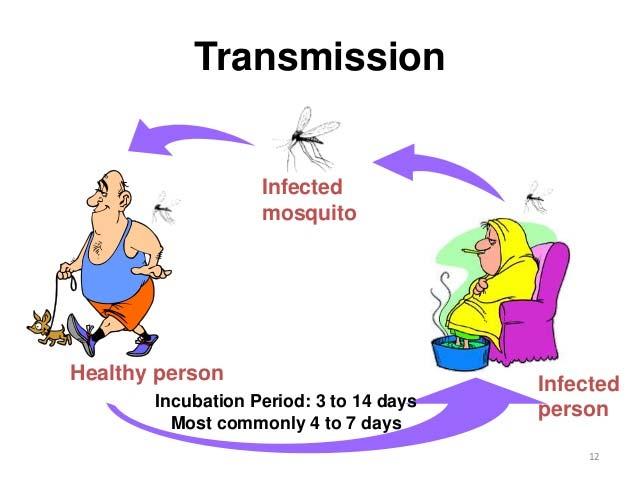 Mosquito-borne Disease Cycles