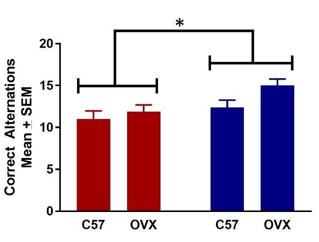 Results: Y-Maze (Spatial Working Memory) % Spontaneous Alternations Correct Alternations Arm Entries Cyclophosphamide did not produce significant effects on spontaneous alternations CP