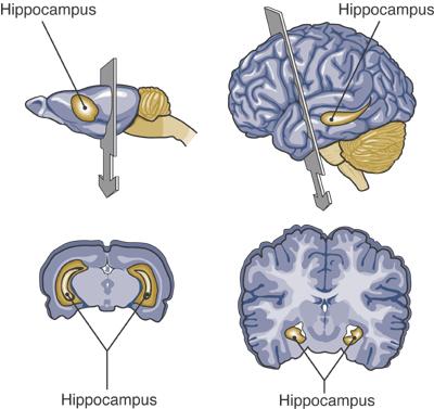 Background: Hippocampal Neurogenesis Within the dentate gyrus of the hippocampus, new neurons are generated from neural stem cells in a process known as neurogenesis Hippocampal neurogenesis plays a