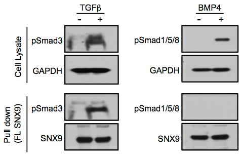 Figure S1. Sorting nexin 9 (SNX9) specifically binds psmad3 and not psmad 1/5/8.