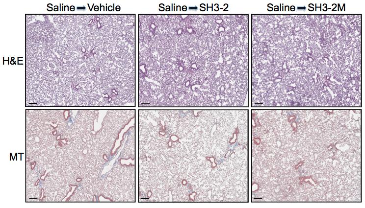 A B Figure S7. Effect of TAT peptides on mouse lung histopathology. (A) C57BL/6 mice were intratracheally treated with 0.9% normal saline as described in Methods.