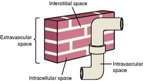 space Bricks are cells of the body Volume of bricks is the intracellular volume Mortar