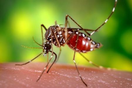 Yellow fever in travelers Yellow fever outbreak ongoing in Brazil since