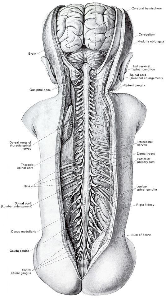 Peripheral Distribution of Somatosensory Axons Every level of the spine (i.