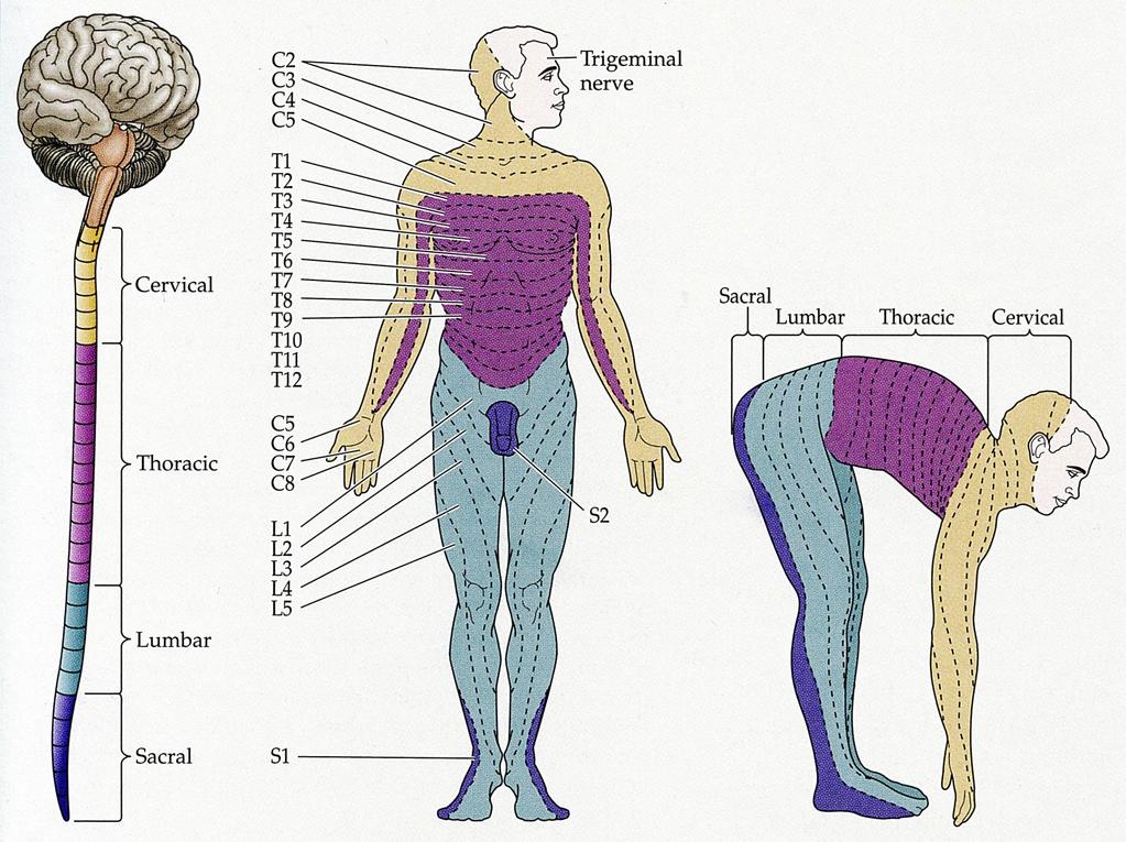 Peripheral Distribution of Somatosensory Axons The body is organized in segments, and each