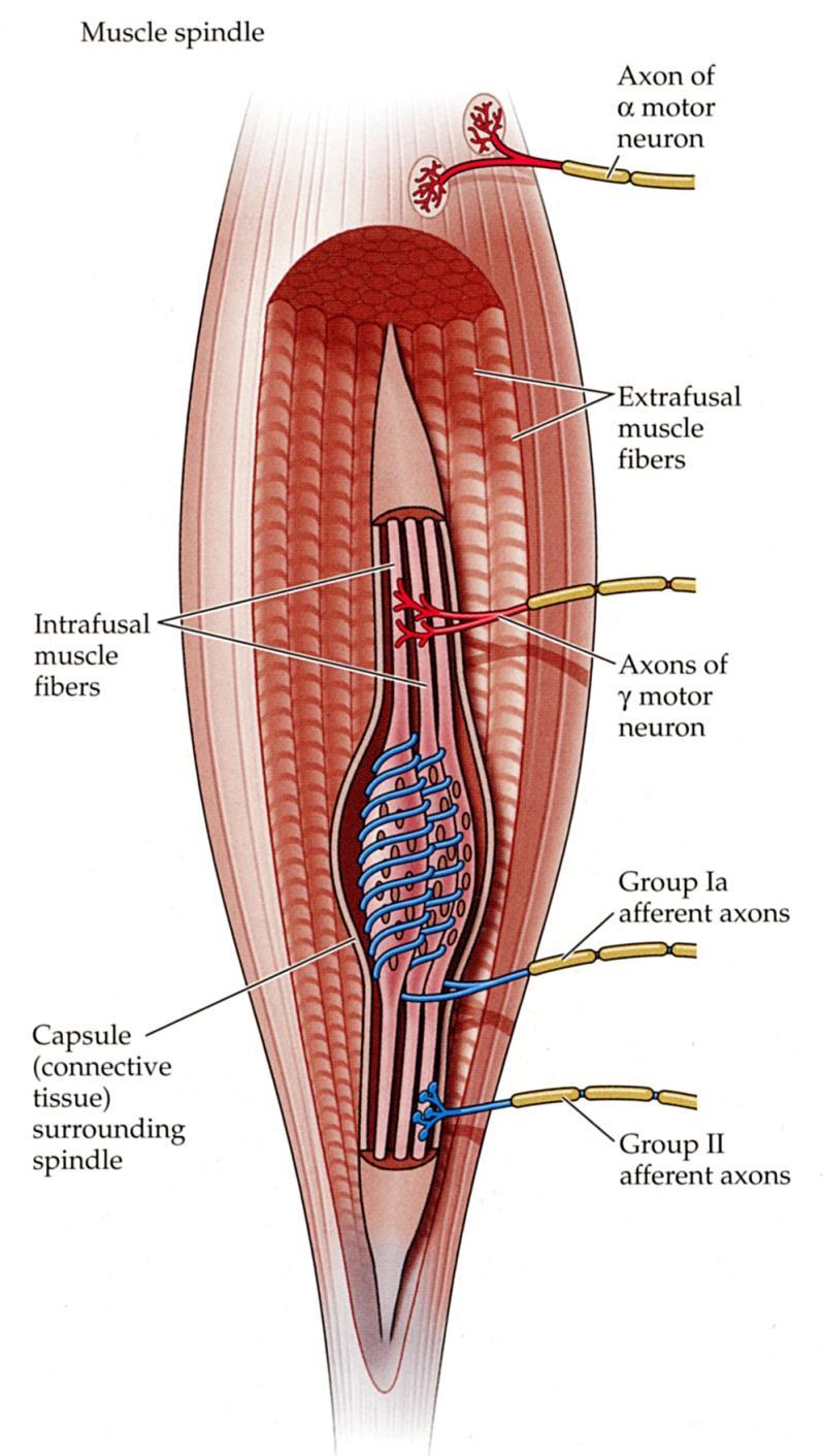 Proprioception Muscle spindles: nerve endings wrapped around an intrafusal muscle fiber; embedded in muscle;