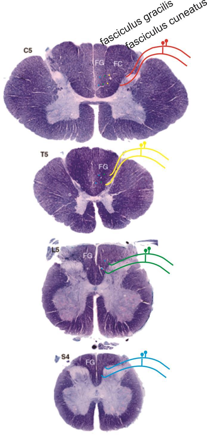Somatosensory Projection to Cortex Axons entering via the dorsal root join the dorsal column along the border of the