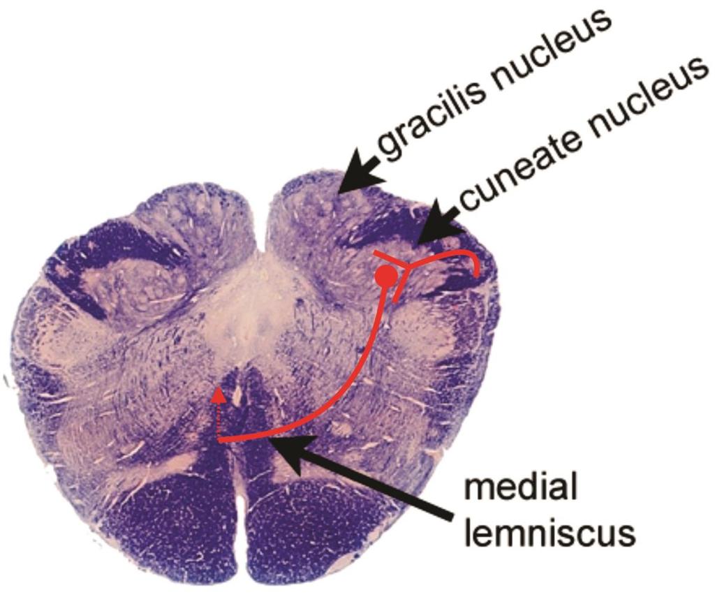 Somatosensory Projection to Cortex In the medulla, the gracilis nucleus receives the axons from the lower body, and the cuneate nucleus