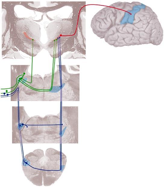Somatosensory Projection to Cortex Trigeminal sensory pathways in the brain are similar to that for the rest of the body.