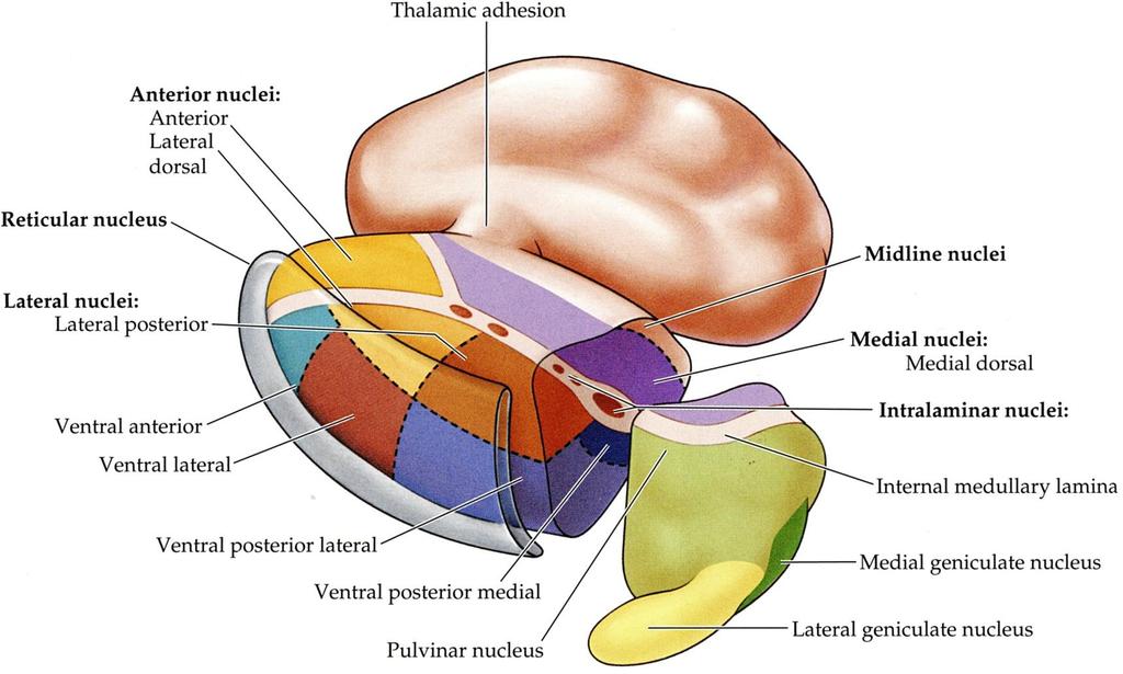 Somatosensory Projection to Cortex Somatosensory information is relayed via the ventral