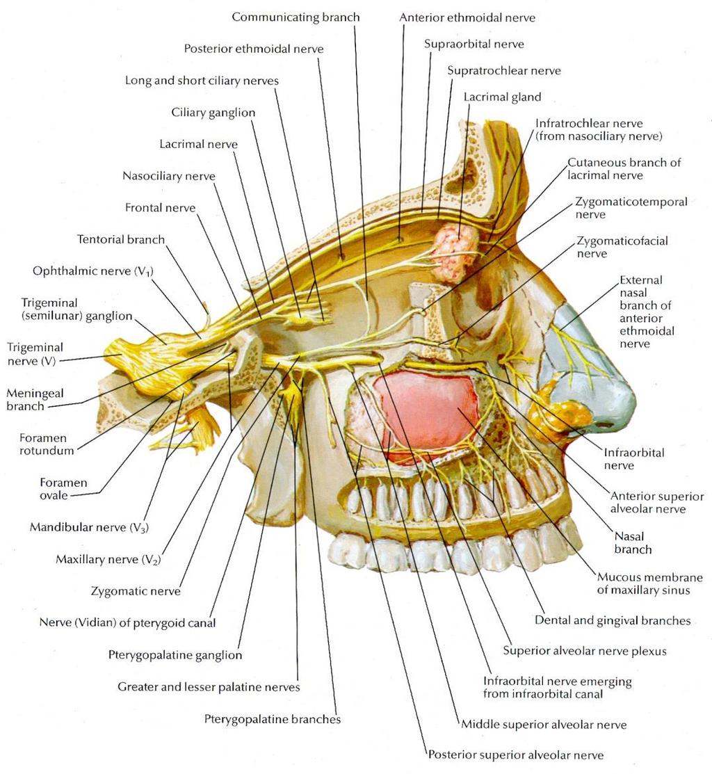 Primary Somatosensory Neurons The main somatosensory nerve for the head is the trigeminal nerve (cranial nerve V).