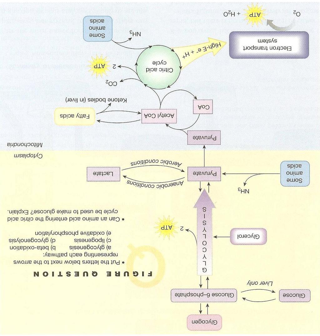 III. HORMONES CONTROL METABOLIC PATHWAYS BY CHANGING ENZYME ACTIVITY i.