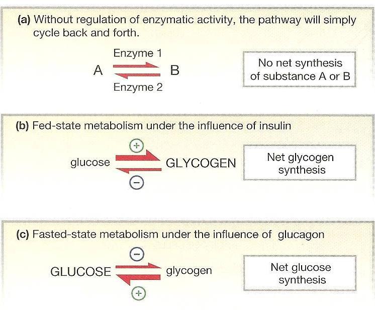 Metabolic regulation is the use of different enzymes to catalyze forward and
