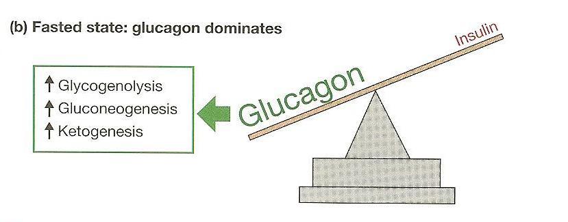 ii. FASTED STATE 1. Metabolic regulation prevents low plasma glucose concentrations (hypoglycemia) 2. Glucagon predominates 3.