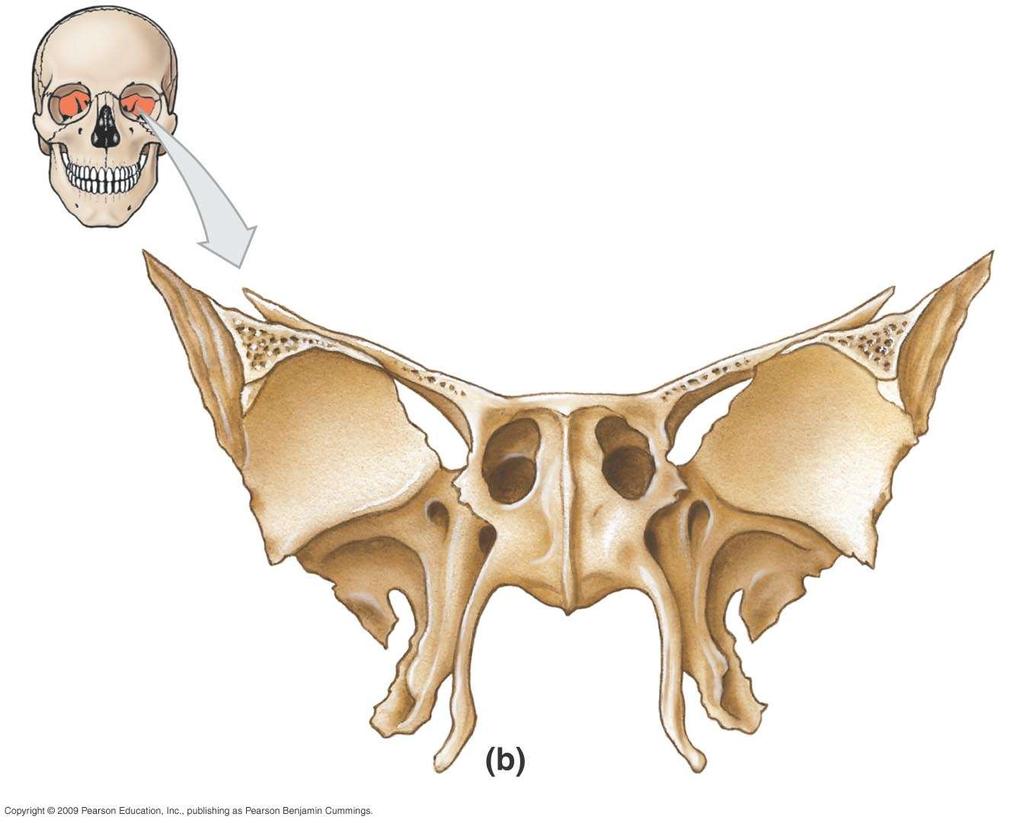 Sphenoid orbital fissure Sphenoidal sinus Lesser wing Greater