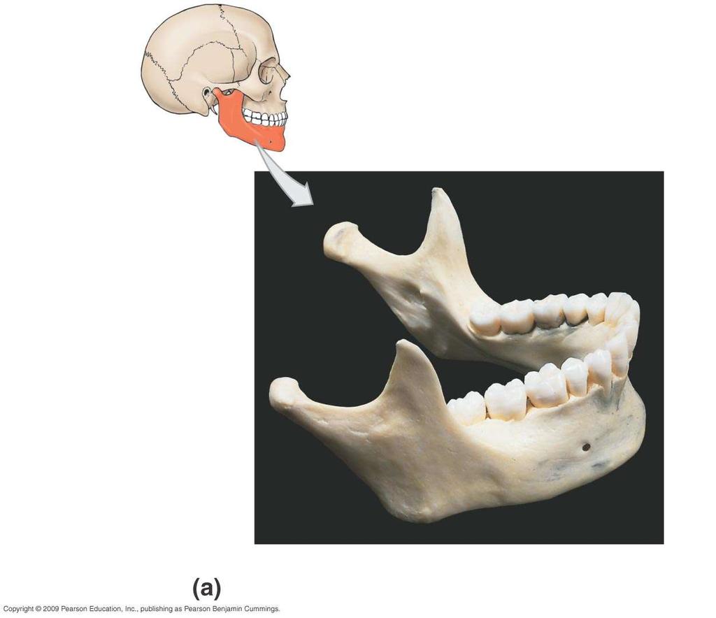 Mandible Head Teeth (molar)