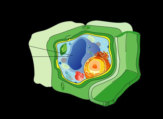 Vacuole Used for storage for a variety of things including food, waste, and proteins to be transported out/around the cell A