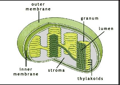 Chloroplasts Contain chlorophyll (green, yellow, red color) Only found in cells that do photosynthesis (plants, some protists,
