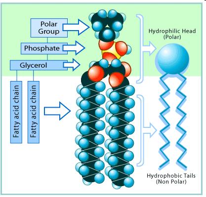 Cell Membrane Cell membrane (plasma membrane): a phospholipid bilayer surrounding the cell Each phospholipid has a polar phosphate head