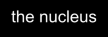 Nucleus Surrounded by a nuclear membrane (nuclear envelope) which