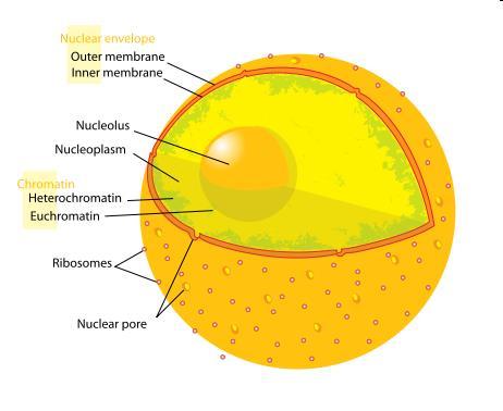 Nucleolus Found inside the nucleus A mass of RNA, not an official membrane bound organelle like the rest