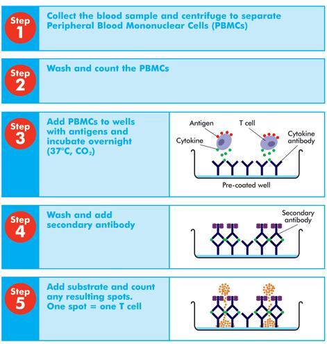 Presentation of TB antigens TST (multiple = PPD) TST vs IGRA IGRA (TB specific =