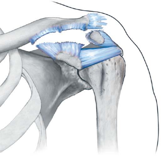 Lateral clavicle fractures Dislocations of the