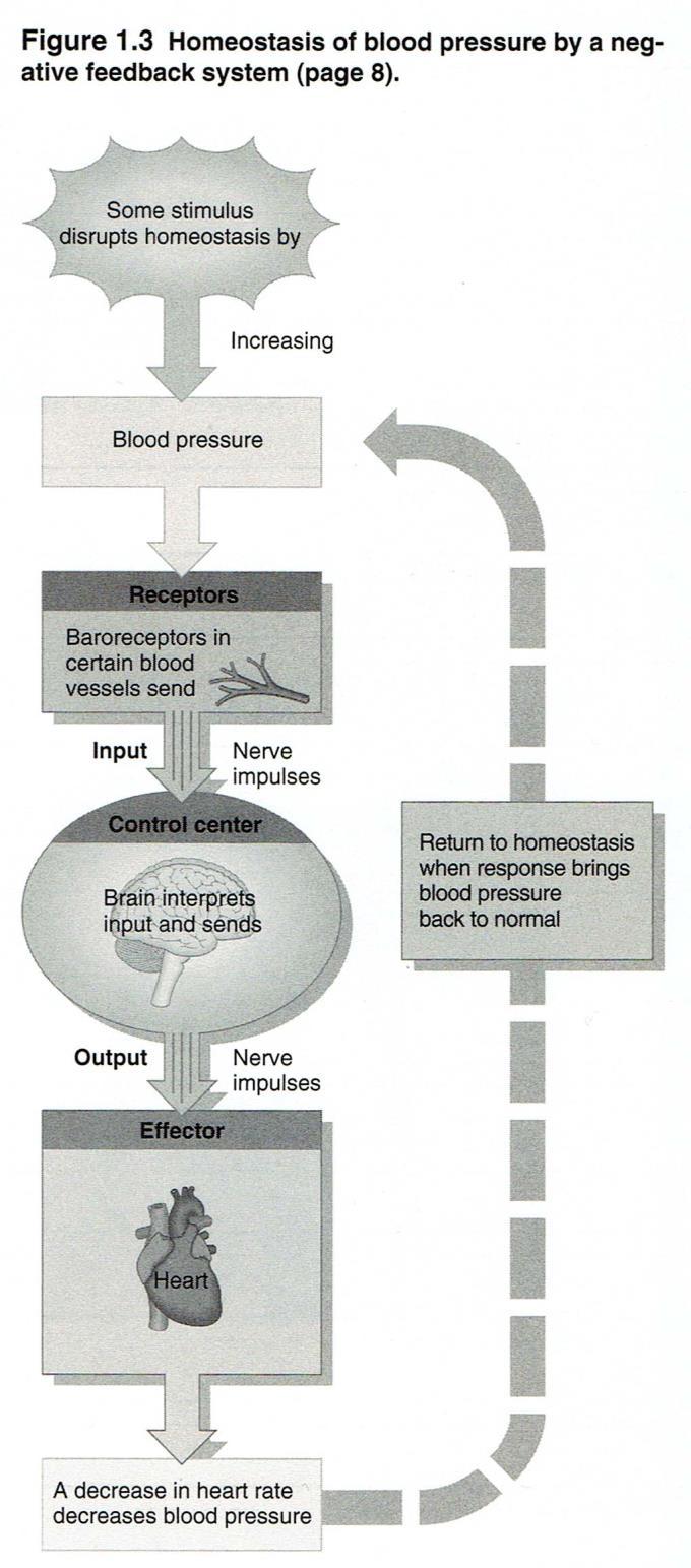 Figure 1.3 Question What would happen to the heart rate if some stimulus caused blood pressure to decrease? Would this occur by positive or negative feedback? Checkpoint 6.
