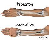Pronation Turning the arm or foot downward; (palm or