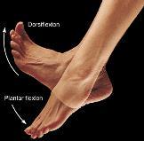 the foot outward Dorsiflexion Ankle movement bringing