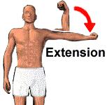increasing the angle between two bones In the Anatomical Position we are extending