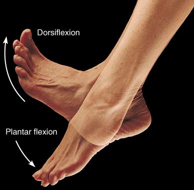 Dorsiflexion Ankle movement bringing the foot towards the