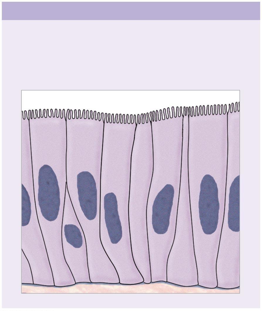 Epithelial Tissue Covers and