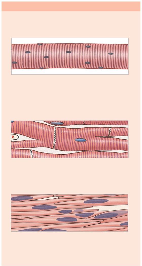 Smooth muscle tissue can be found in the walls of blood vessels,