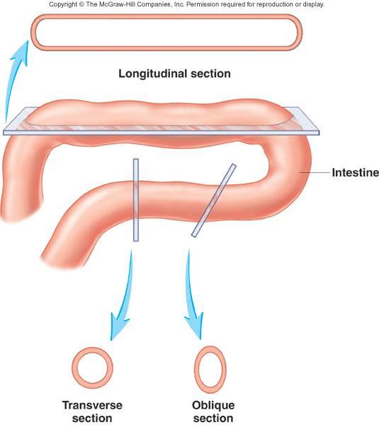 3 Planes of Section Through Organ Longitudinal: cut along the length of an organ