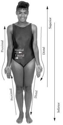 Anatomical directional terminology Inferior (infra) below in relation to another structure; caudal Superior (supra) Distal above in relation to another structure; higher, cephalic situated away from