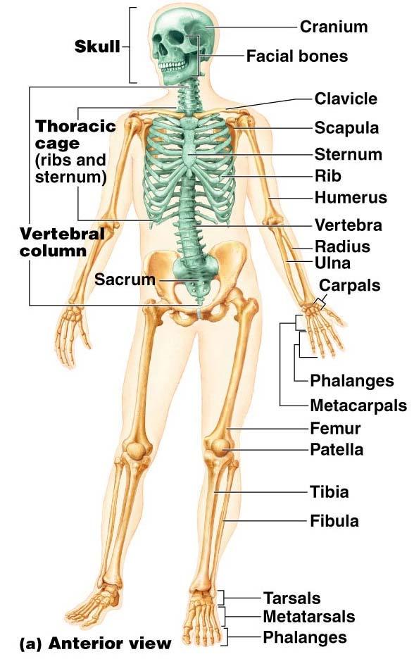The Axial Skeleton Formed from 80 named bones Consists