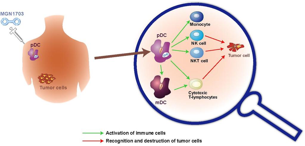 Activating the Immune System to Fight Cancer Cancer patient mdc myeloid dendritic cell NK