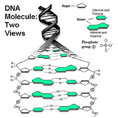 NUCLEIC ACIDS There are two types of nucleic acids: DNA and RNA A